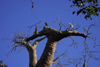 La sequía en los humedales andaluces convierte a BIOPARC en un refugio