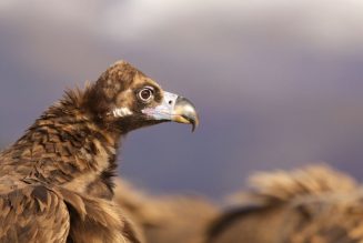 El buitre negro vuelve a volar por el Pirineo de Lleida