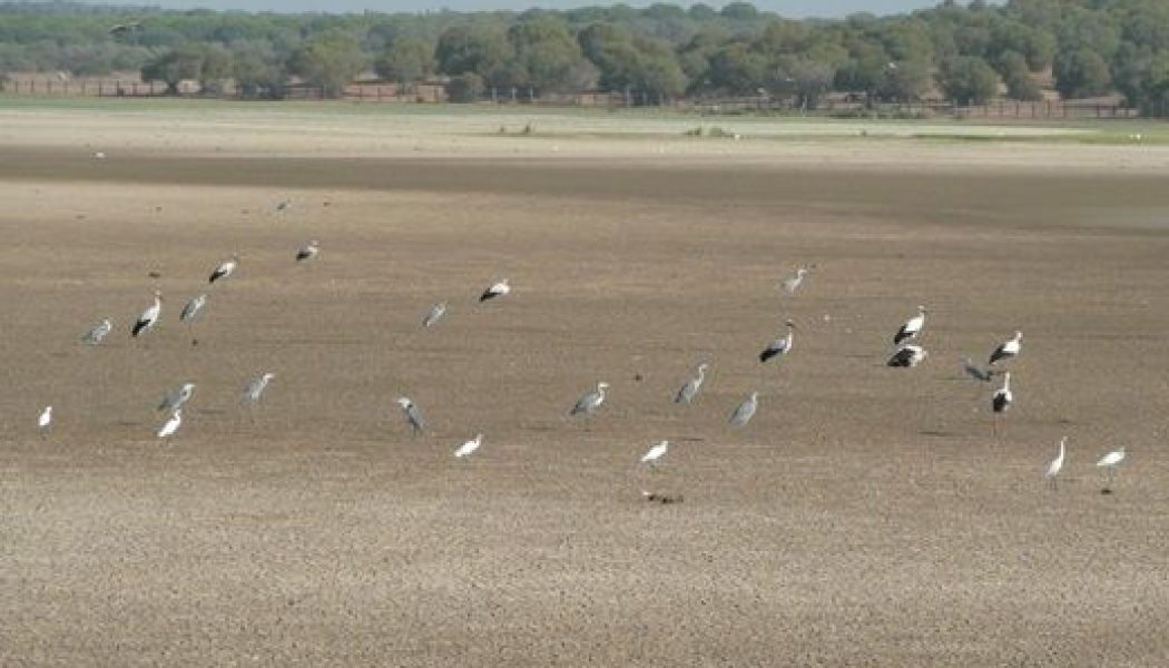 Doñana sufre una regresión sin precedentes en reproducción de aves