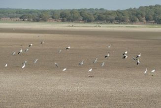 Doñana sufre una regresión sin precedentes en reproducción de aves