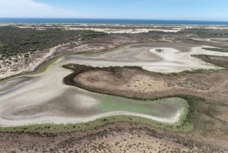 Doñana cerró 2022 con récord de temperatura máxima, lluvia en mínimos y pocas aves acuáticas invernantes