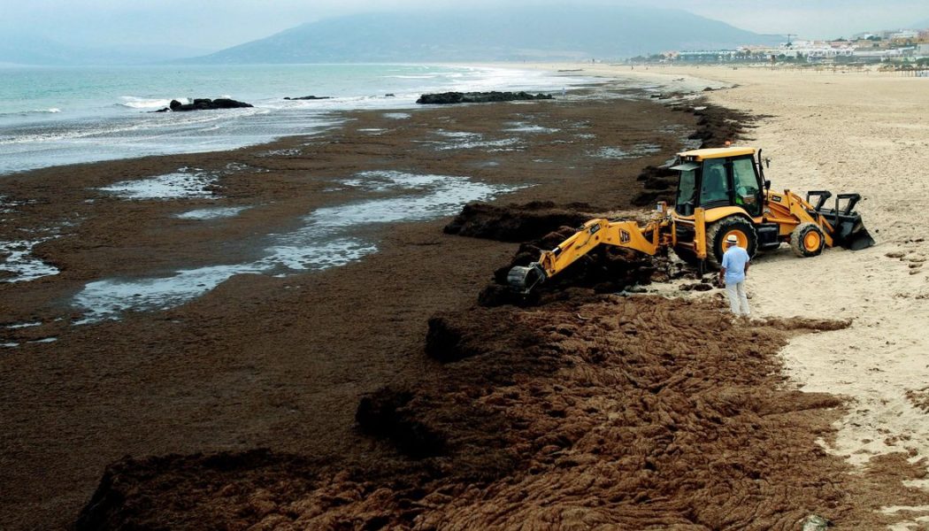 Impulsan un estudio sobre los efectos de la alga invasora en el litoral malagueño