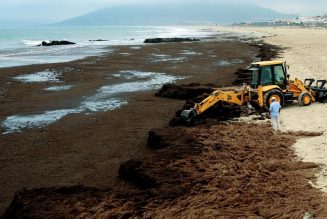 Impulsan un estudio sobre los efectos de la alga invasora en el litoral malagueño