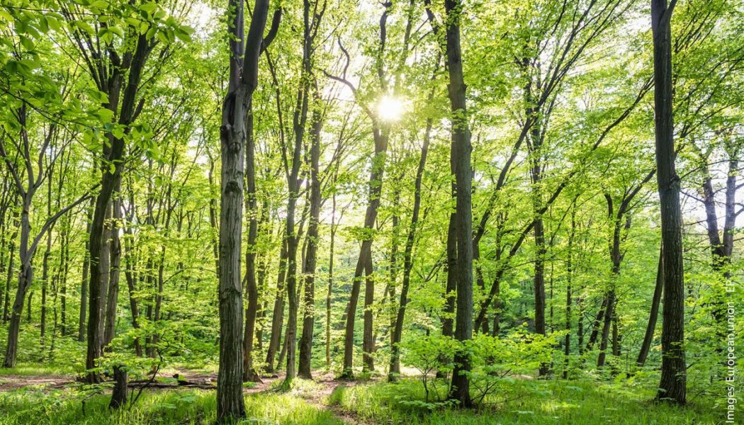 Cada año se pierden 10 millones de hectáreas de bosques, según la ONU