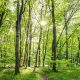 Cada año se pierden 10 millones de hectáreas de bosques, según la ONU