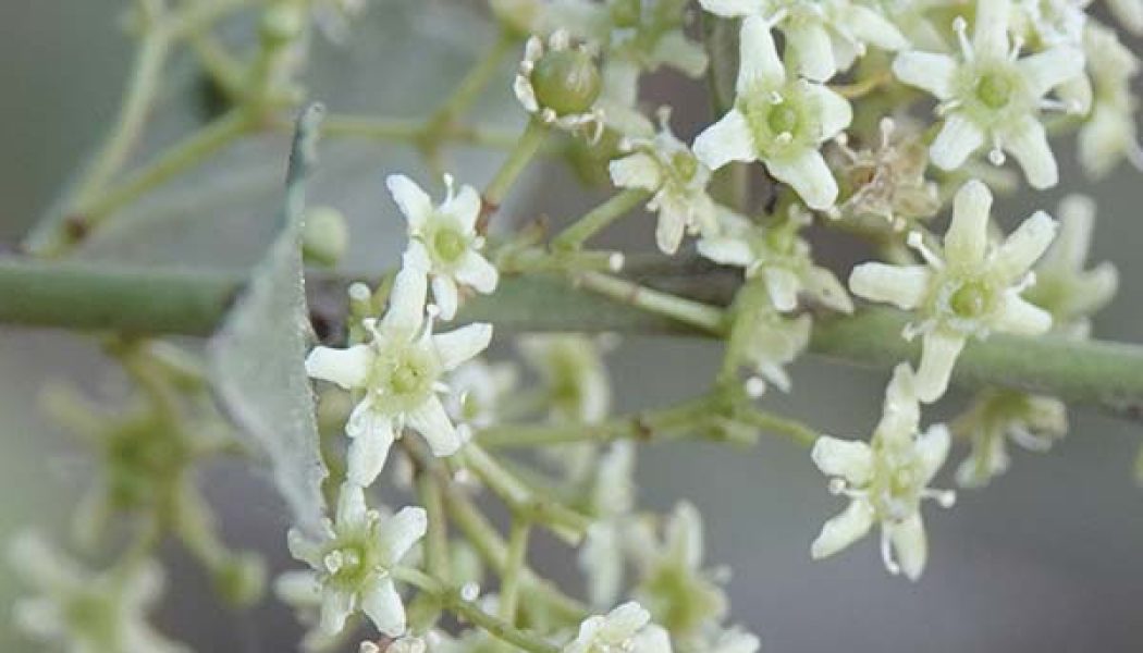 Soluciones de conservación del Maytenus senegalensis subsp. europaea