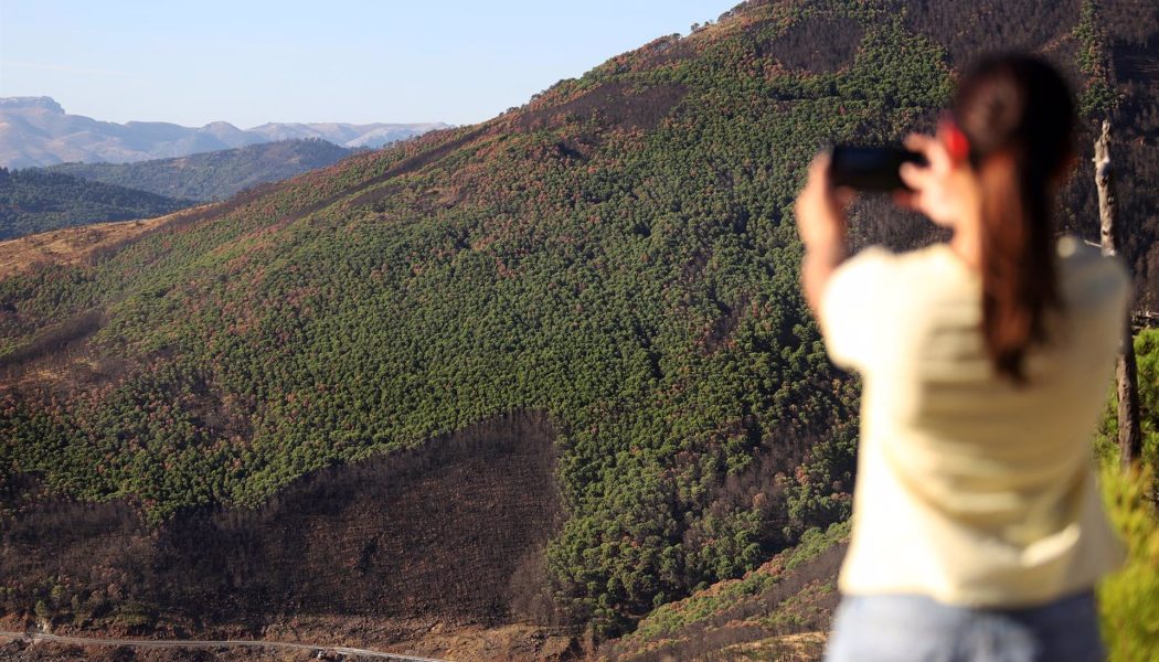 Comienza este viernes trabajos de reforestación en Sierra Bermeja con lanzamiento de semillas mediante drones