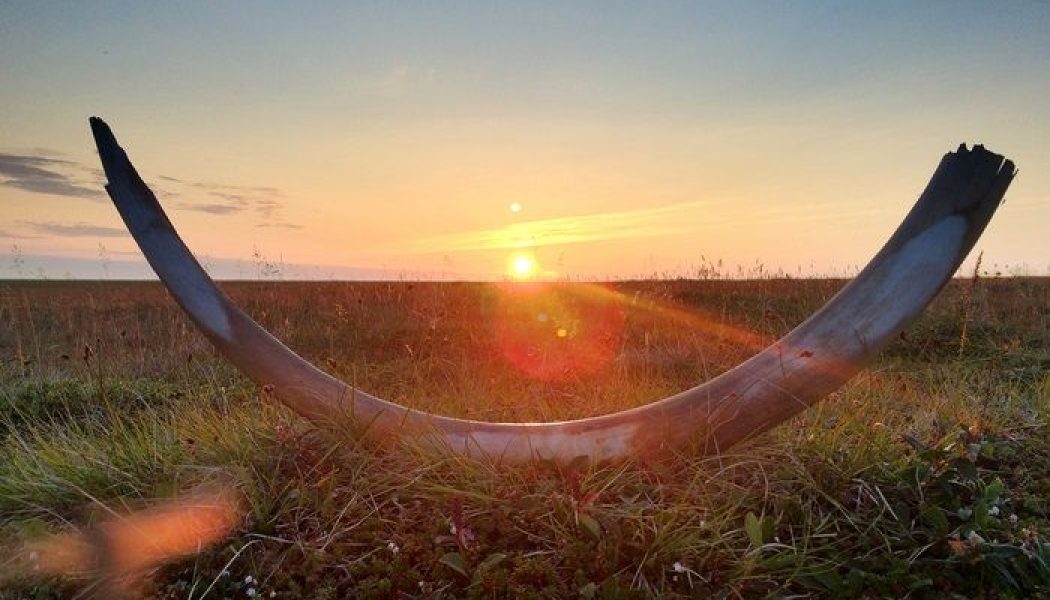 Los mamuts tenían orejas más pequeñas y más abrigos más lanosos en las estepas siberianas