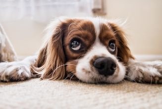 Consejos para prevenir alergias, espigas y parásitos en el pelo de nuestro perro