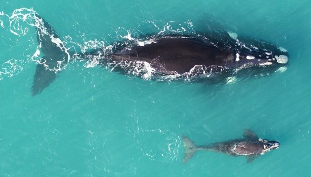 La ballena franca austral adelgaza por el calentamiento global