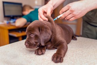 Vacunas en perros: un listado sencillo para familias principiantes