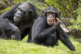 14 julio: Día Mundial del Chimpancé y el Tiburón