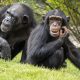 14 julio: Día Mundial del Chimpancé y el Tiburón