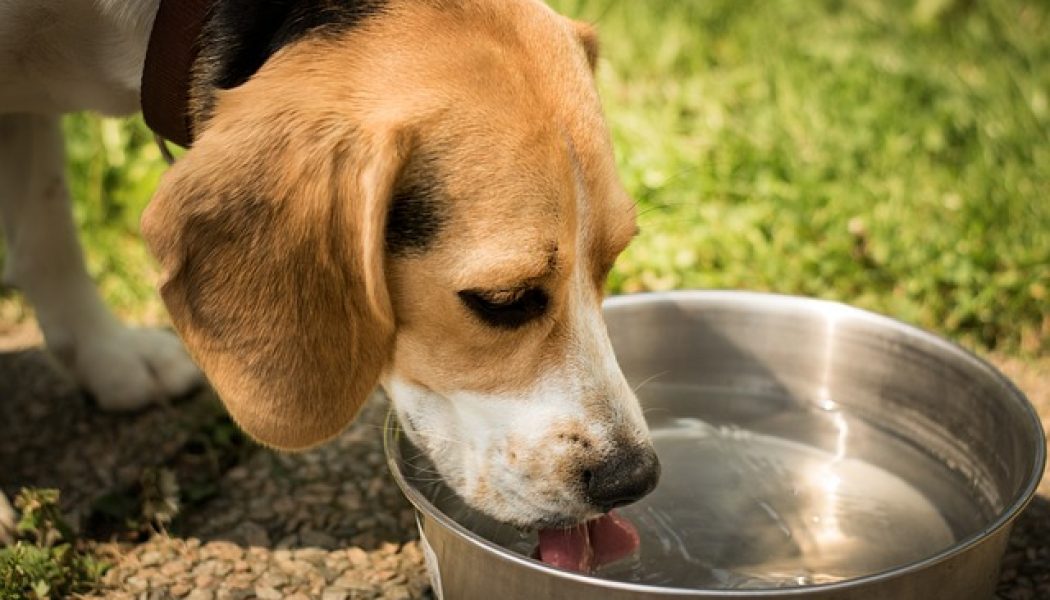 Consejos para la hidratación canina en los días más calurosos del verano