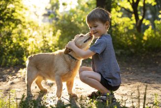 Los españoles gastan 439 euros al año en alimentar a su perro