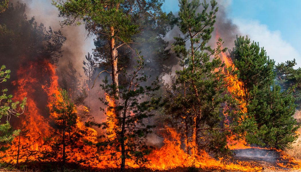 España sigue siendo el país europeo más afectado por incendios forestales en 2023