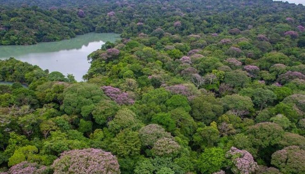 Los árboles tropicales emplean el distanciamiento social para mantener la biodiversidad