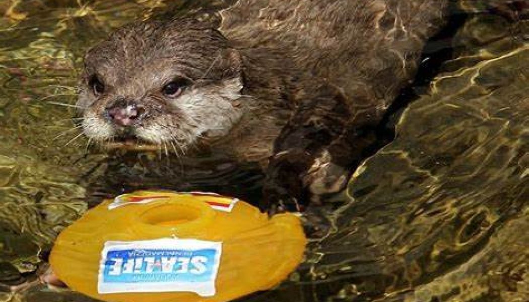 Nace un ejemplar de nutria asiática en Sea Life Benalmádena