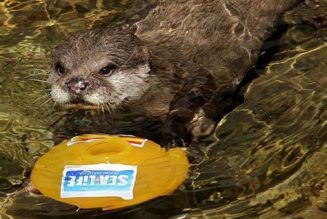 Nace un ejemplar de nutria asiática en Sea Life Benalmádena