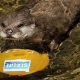 Nace un ejemplar de nutria asiática en Sea Life Benalmádena