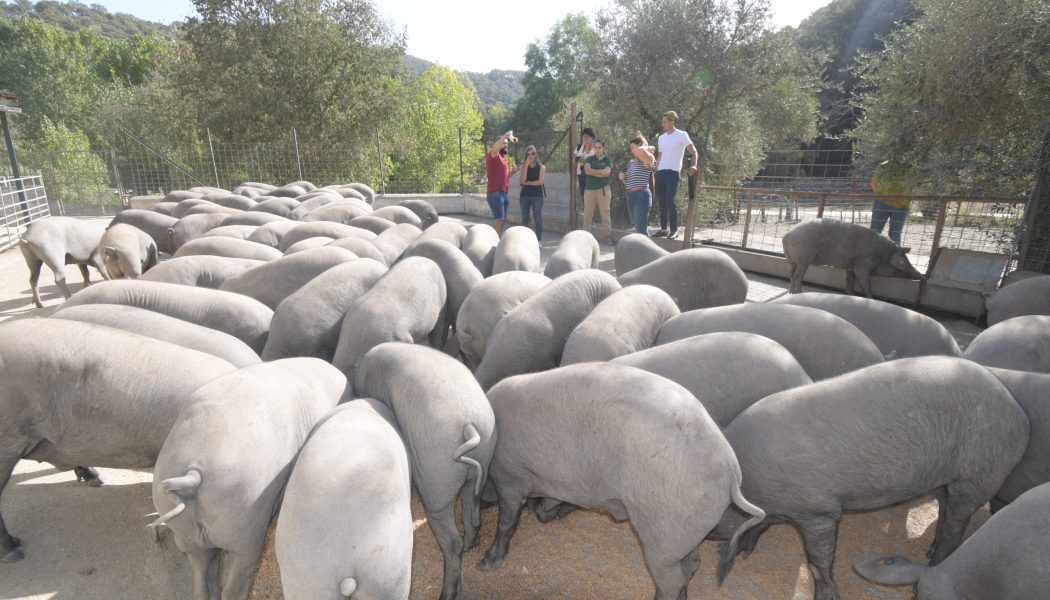 Iberotour, rutas guiadas para conocer el cerdo ibérico en el Valle del Genal