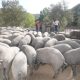 Iberotour, rutas guiadas para conocer el cerdo ibérico en el Valle del Genal