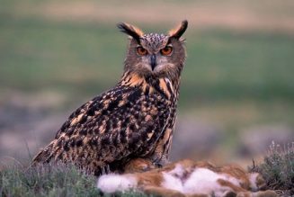 Seguimiento anual de aves comunes en invierno en España