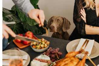 Empachos navideños en animales: existen