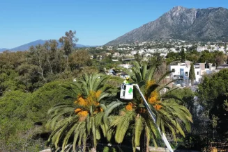 Marbella realiza más de 30.200 intervenciones en sanidad vegetal en 2023