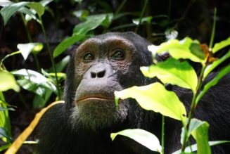 Cambio climático amenaza a los grandes simios africanos