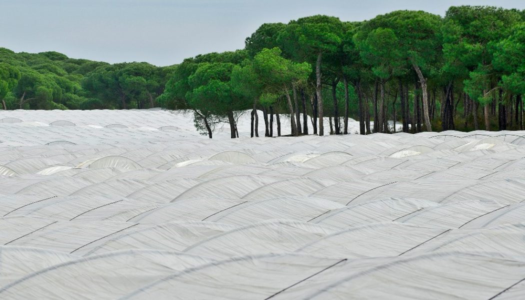 Junta de Andalucía modifica ley forestal con decreto-ley cuestionable, según WWF