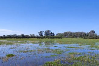 Lluvias récord en Doñana superan ciclos anteriores