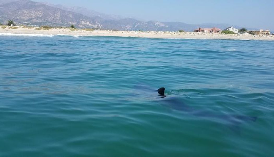 Crías de tiburón blanco sin cuidado materno tras el nacimiento