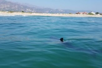 Crías de tiburón blanco sin cuidado materno tras el nacimiento