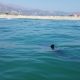 Crías de tiburón blanco sin cuidado materno tras el nacimiento