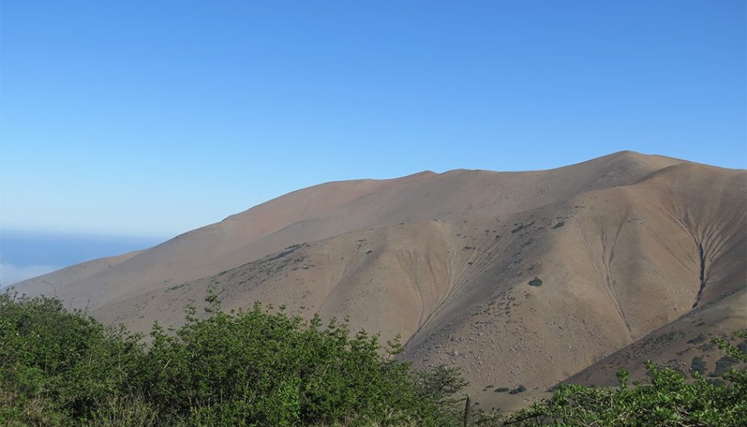 Desarrollan nuevas formas de recuperar bosques tropicales secos en los Andes