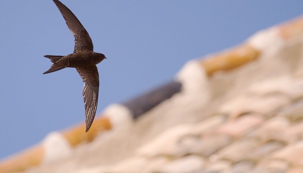 SEO/BirdLife denuncia la continua desaparición de los enclaves de cría de los vencejos