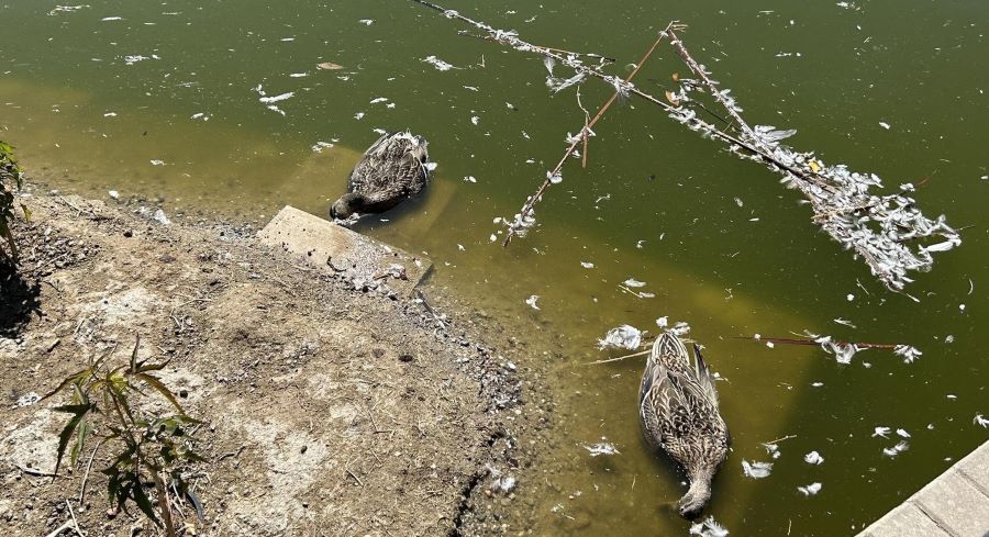 El Ayuntamiento de Málaga investiga la aparición de aves muertas en el parque de Huelin