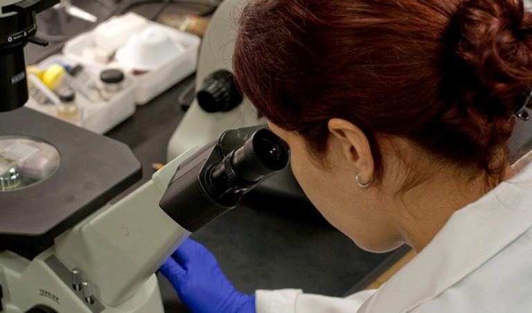 CSIF pide a la Inspección de Trabajo que paralice la manipulación de muestras en el laboratorio del Clínico por riesgos biológicos Una investigadora trabaja con el microscopio en el laboratorio.